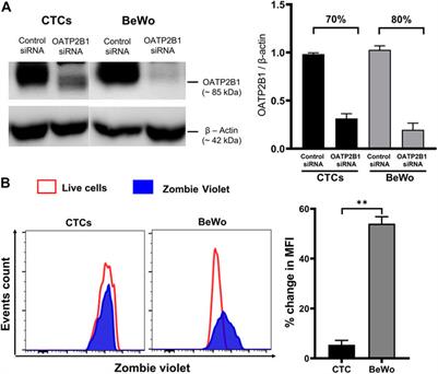 Organic Anion Transporting Polypeptide 2B1 in Human Fetal Membranes: A Novel Gatekeeper for Drug Transport During Pregnancy?